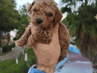 Sevimli Poodle Dişi Ve Erkek Yavrularımız