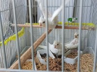 45 günlük sultan papağanı yavrular