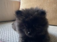 Erkek Ayıcık Pomeranian