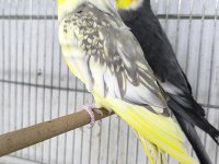 Hazır Takım Sultan Papağanlar