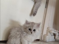 Full Şecereli British Malzemelerle Birlikte Erkek-Dişi