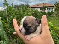 A Kalite French Bulldog Yavruları Yalova