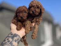 Red Brown Toy Poodle Yavruları