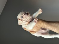 Yavru french bulldog köpekler