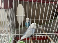 Hazır Jumbo Muhabbet Kuşları