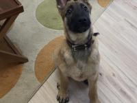 5 Aylık Safkan Yakışıklı Mı Yakışıklı Erkek Belçika Kurdu