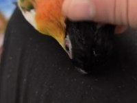 Full Evcil Caique Kayık Papağan