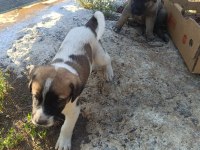 Üst Düzey Yavru Kangal Köpekleri