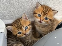 Sevimli golden british shorthair yavrular