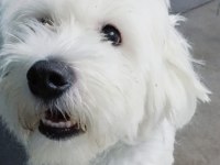 Ücretsiz 1.5 Yaşında Erkek Maltese