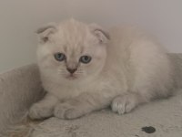 Güzeller Güzeli Yavru Kediler