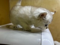 British Longhair Golden Point 37 Günlük Dişi