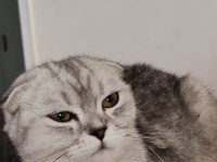 Scottish Fold Dişi