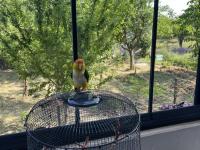 Ful Evcil 1.5 Yasında Caique Papağanı