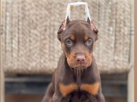 Kızıl erkek doberman yavrumuz