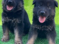 A kalite alman kurdu yavrularımız