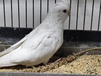 Yeni Yeme Düşmüş Sultan Papağanları