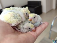 Ev Üretimi Yavru Muhabbet Kuşlar