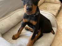 Sağlık Ve Irk Garantili Doberman Mermi