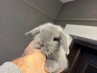 Hollanda Lop Cüce Ve Mini Lop Tavşanları