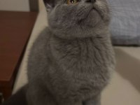 Scottish fold erkek 2 aylık
