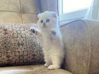 Scottish Fold Shorthair Silver Shaded Ns11 Bebeğimiz.