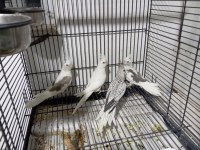 Yeni Yeme Düşen Sultan Papağanlar