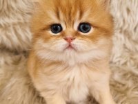 Organik british portakallar