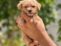 Sevimli Maltipoo Yavru Köpeklerimiz