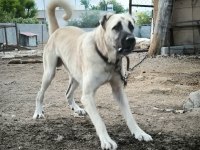 Orjinal Üst Düzey Kaliteli Kangal