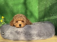 Toy Poodle Köpeği