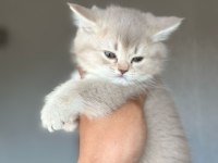 Yavrumuz Yeni Yuvasını Arıyor Ayı Surat British Yavrular