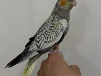 Sultan Papağanı Yavrular Sahiplendirilecek