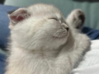 Scottish Fold Mavişimize Yuva Arıyoruz