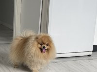 Pomeranian Boo Pasaport Ve Eğitimli Satılık