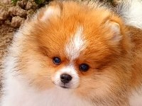 Muhteşem ve nadir renkli pomeranian