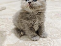 British shorthair blue kedimiz