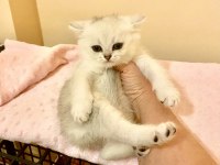 Yakışıklı mavi gözlü minnak british shorthair