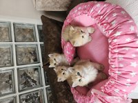 Golden British Shorthair Yavrular