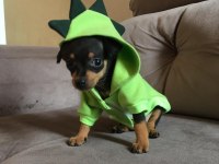 Minyatür pinscher yavruları