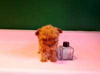 Lekesiz Teacup Poodle Yavrularımız