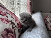 Scottish Fold Yavru