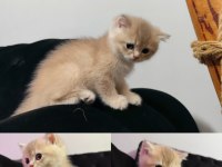 British longhair prensese yuva arıyoruz