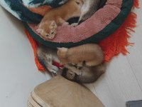 İnanılmaz tatlı exotic shorthair yavruları