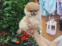 Pomeranian boo yavru köpekler