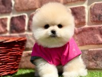 Safkan Pomeranian Boo Yavrularımız
