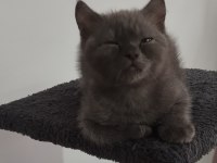 5 Aylık Teslime Hazır Erkek Yavru Kediler