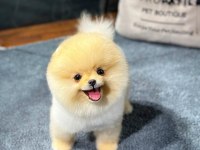 Pomeranian boo yavrular aynı gün gönderim - kapıda ödeme