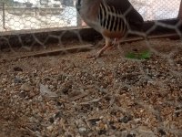 1 Yaşında Erkek Keklik