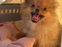 4 aylık aşıları tam pomeranian